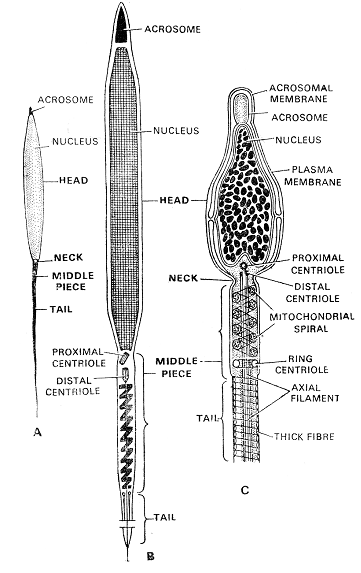 347_structure of sperm.png