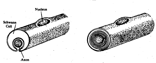 349_Myelinated fibre.png