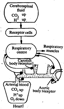 356_Action of carbon dioxide receptor cells.png
