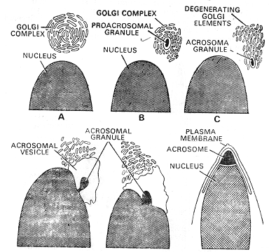 357_formation of acrosome.png