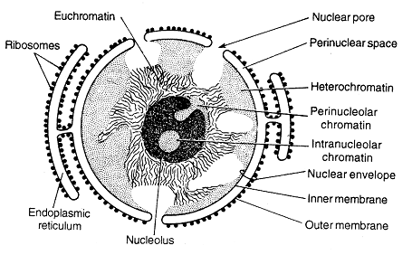 357_nucleus.png