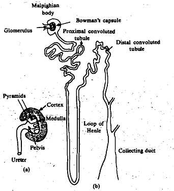 359_Vertebrate Kidney.png