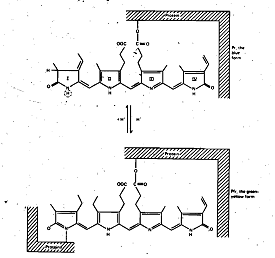 35_Chromophore – Development of plant.png