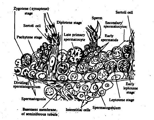 376_Testis.png