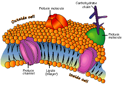 379_The Cell Membrane.png