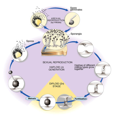 37_Reproduction in fungi.png