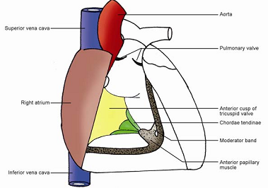 382_Interior of the Ventricles - heart.png