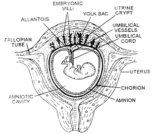 391_embryonic membrane1.png