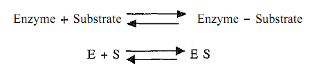 39_Proteins as enzymes 2.png