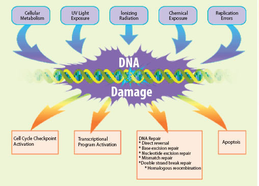 400_DNA repair.png