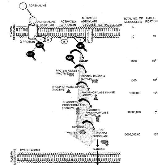 400_hormonal action by extracellular receptor2.png