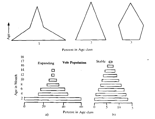 404_Hypothetical Age Pyramids.png