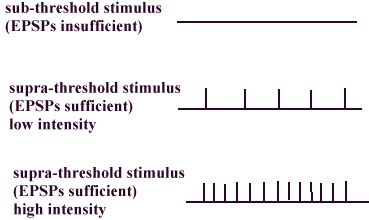 424_Coding for stimulus intensity.png