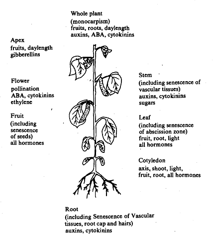 426_Role of Biotic Factors Inducing Senescence.png