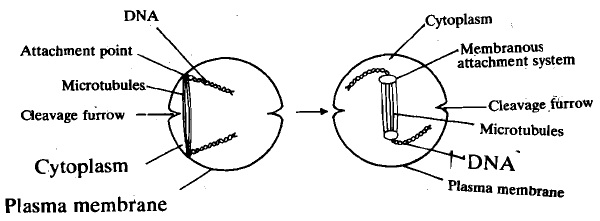 446_Eurocrytic cell struc.jpg