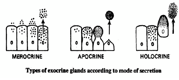 451_holocrine glands.png