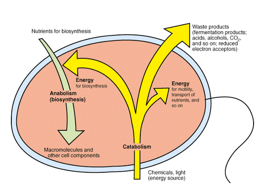 45_Nutrition and metabolism.png