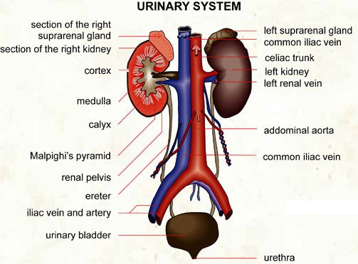 463_Urinary system.jpg