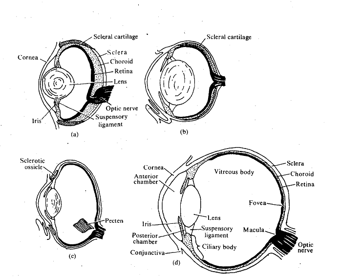 489_Vertebrate Eye - Adult Eye.png