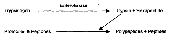 505_Trypsin.png