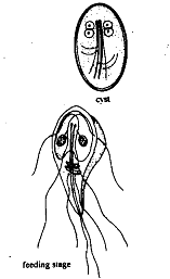 509_Giardia.png