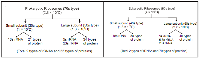 52_ribosomes2.png