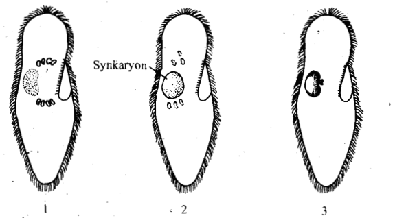 539_Autogamy - Patterns of Sexual Reproduction.png