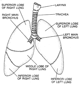 539_lungs.png