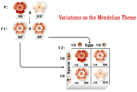 539_variations on the mendelian theme.png