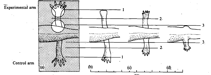 540_Origin of regeneration cells of blastema.png