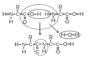 542_Explain the Basic Concept of Proteins.png