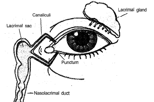 546_Functions of the lacrimal apparatus.png