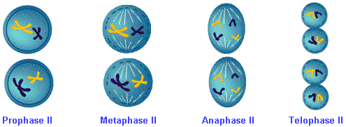 546_Meiosis1.png