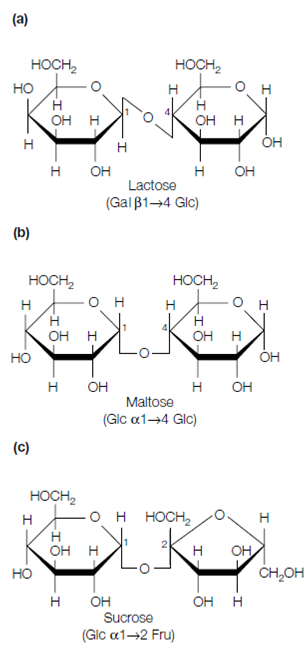 550_Disaccharides.png