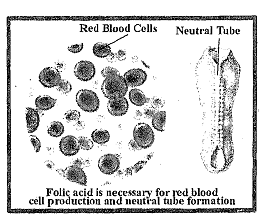 552_Why Deficiency of Folate take place.png