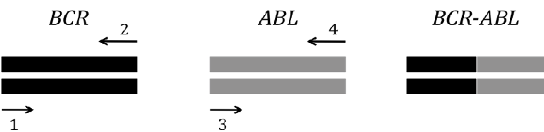 553_Reciprocal translocation and fusion.png