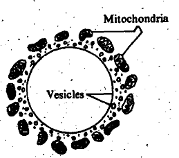 556_Contractile Vacuoles of Amoeba.png