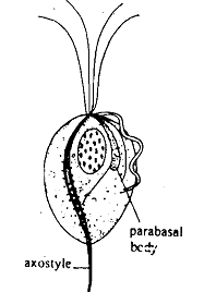 571_Trichomonas vaginalis - Protozoan.png