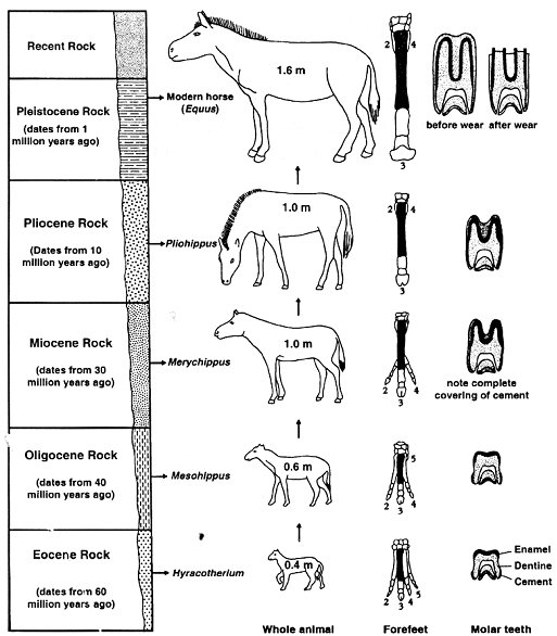 578_evolution of horse.png