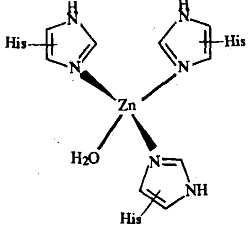 579_Catalytic activity of metalloenzymes.png