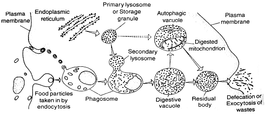 581_lysosomes.png