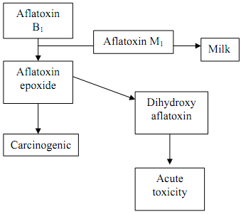 586_Representation of the metabolism.png