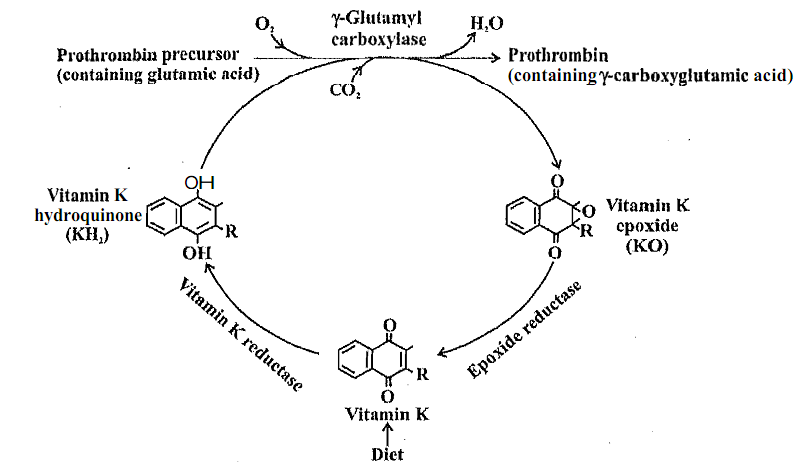 593_Vitamin K-dependent carboxylation.png