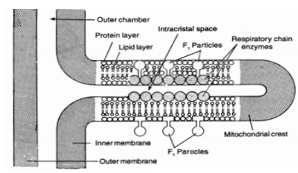 596_mitochondria1.png