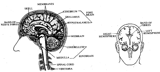 5_brain.png