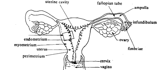 602_Female Reproductive Tract.png