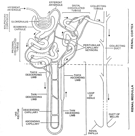 602_malphigian capsule.png