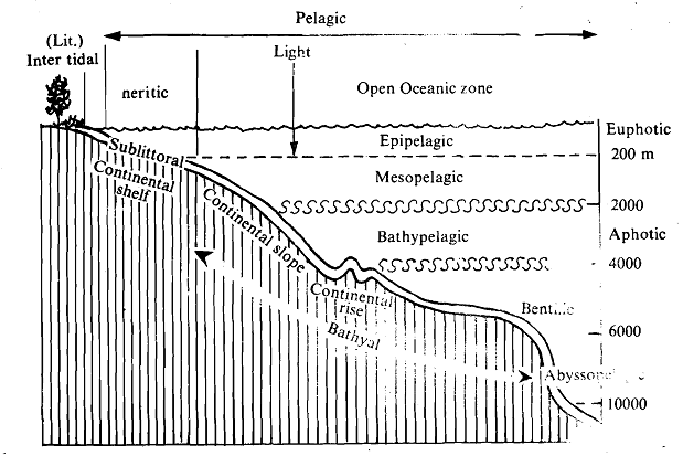 604_Organisation of the Marine Ecosystem.png