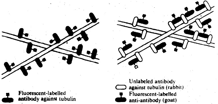 618_antibodies.jpg