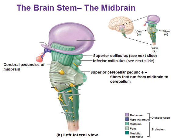 620_Brainstem postural reflexes.png